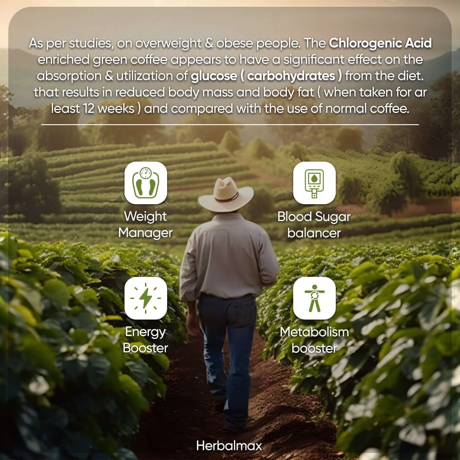 best green coffee bean extract powder